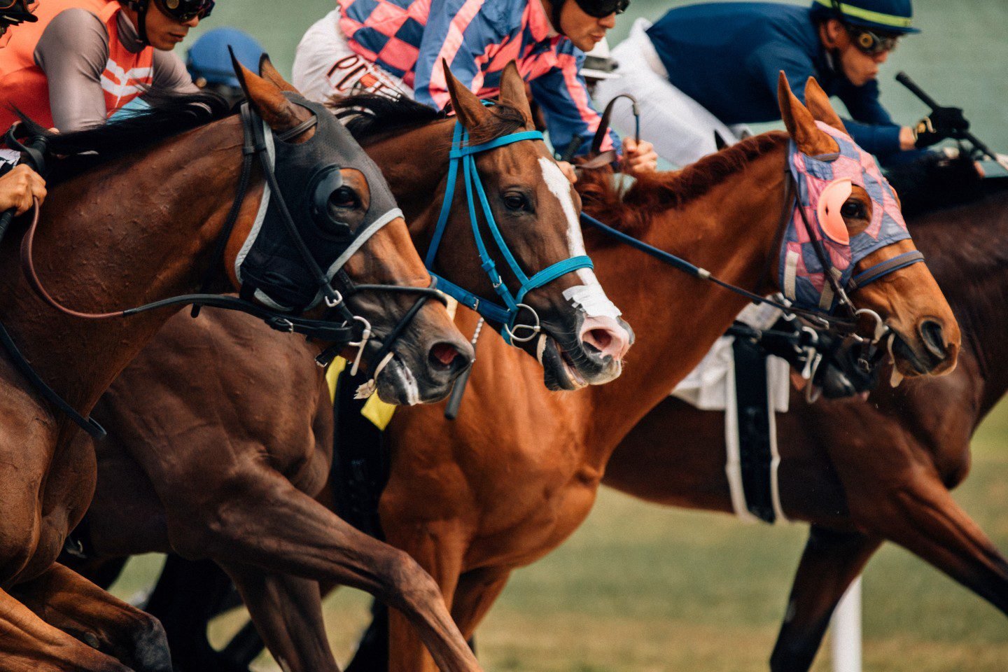 What Makes Horse Race Betting Popular? Discover the Thrill